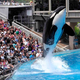 Illustration for article titled New Documentary Reveals SeaWorld Forced Orca Whales To Perform Nude